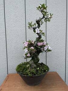 Rhododendron indicum бонсай старый . сверху .