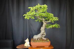  picton herring te bonsai (060601)