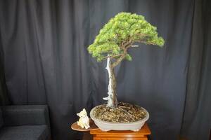 . leaf pine ( large goods ) (060602)