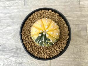 兜錦 2.5号 タイ実生 Astrophytum asterias 発根管理中 ⑤ (検 サボテン アストロフィツム 斑入り 兜