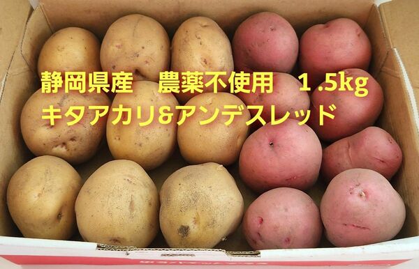 静岡県産　農薬不使用　新じゃが芋詰め合わせ　キタアカリ&アンデスレッド　Mサイズ1.5kg