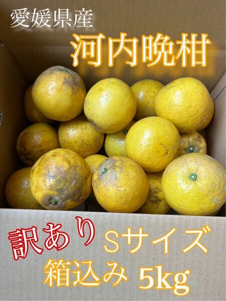 河内晩柑　S 訳あり　5キロ　箱込み