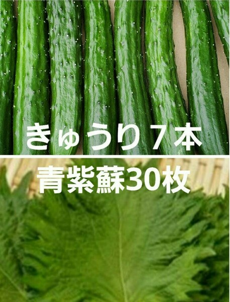 きゅうり７本　青紫蘇30枚　大葉　　野菜セット