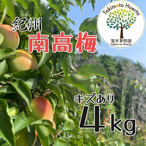 南高梅　４kg　和歌山県産　キズ有り　サイズ混合 