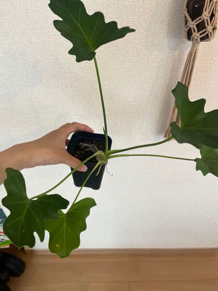 フィロデンドロン セローム 根上がり