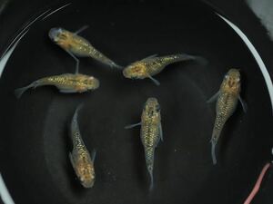 【メダSEED】現物出品　極上　夜桜ダルマ　ゴールドタイプ　ダルマ〜ショートサイズ　3ペア 産卵個体