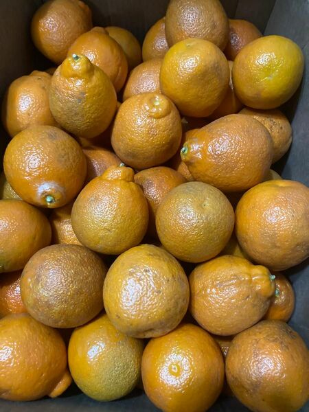 866.お買い得数量限定アメリカ産オレンジ　ミネオラ　タンジェロ箱込み5kg常温便みかん柑橘