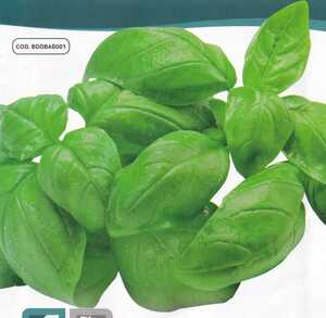 バジル・ジェノベーゼの種子 50粒 GENOVESE ツヤのある緑色で香り高いバジル！イタリア料理などに… 固定種