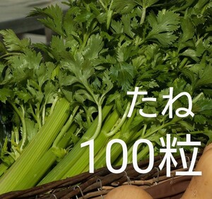 セルリーの種子 100粒 生食に適したセロリ！ セロリの種