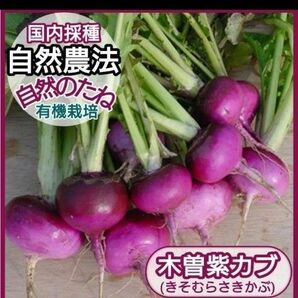 木曽紫カブ　かぶの種　無農薬の種　家庭菜園　プランター　国内採種　自然農法　自然のたね　きそむらさきかぶ　野菜の種　種　350粒