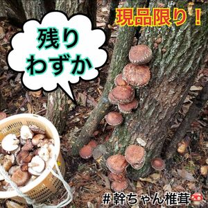 大分県産原木乾燥椎茸