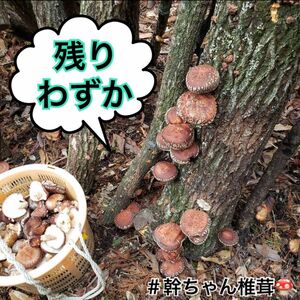 大分県産原木乾燥椎茸（中どんこ）