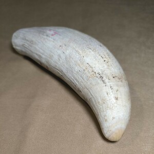 印材 根付クジラの歯(2)