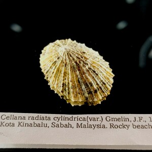 スジトゲクルマカサ　貝殻 標本　