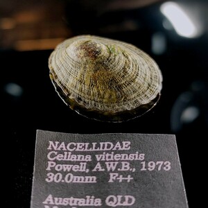 * common bekougasa shell specimen 