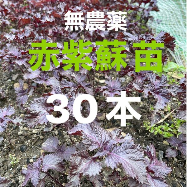 赤紫蘇の苗(30本)