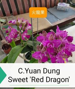 ★★洋蘭★★ C. Yuan Dung Sweet 'Red Dragon'