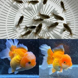 【キリマル】特別出品！ローズテールオランダ稚魚4匹セット2.5〜3.5cm ②