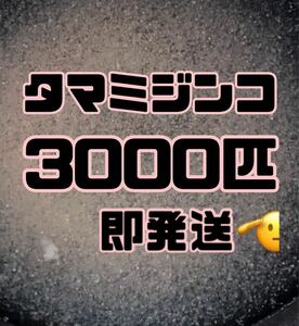 【タマミジンコ1g3000匹程】送料無料めだか金魚etc.