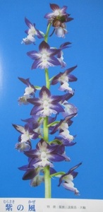 80... орхидея 62 фиолетовый. способ луговые и горные травы креветка ne Ran 