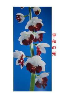 80... орхидея 67 flat мир. свет средний дерево луговые и горные травы креветка ne Ran 
