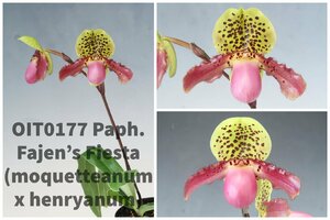 洋蘭 パフィオ TA11224 OIT0177 Paph. Fajen's Fiesta (moquettianum 'Perfect Circle' x henryanum 'Super Jumbo' AM/AOS)