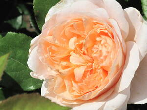 18　6月も薔薇　強香四季咲次々咲く育てやすく強健