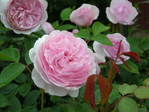 17　6月も薔薇　とても樹勢が強く強健、花も美しく可愛い