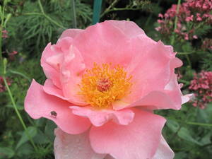 15　6月も薔薇　ひらひら優雅な花びらが◎！