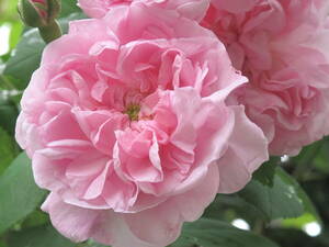 14　6月も薔薇　中輪のソフトピンクなOLD・成長良好強健・美しい
