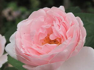10　6月も薔薇　柔らかなソフトピンクの花姿・ビンテージER