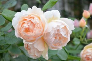 21　6月も薔薇　クリーム色の美しい花弁