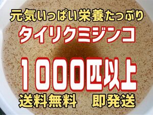 元気いっぱい栄養たっぷりタイリクミジンコ約１０００匹以上　活ミジンコ　めだか等のエサに