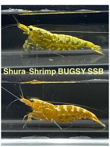 GOLD GALAXY Shura-Shrimp BUGSY 1ペア若個体 メス初抱卵
