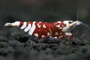 【M-shrimp】タイガービー(太極累代) 3匹(オス1匹、メス2匹内抱卵1匹)