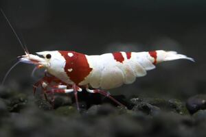 [M-shrimp] Red Bee Shrimp 3 pcs ( male 1 pcs, female 2 pcs )