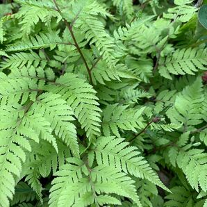 シダ植物　5株