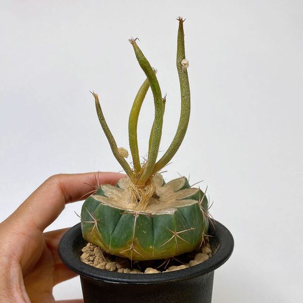 RARE希少！多肉植物 サボテン アストロフィツム・カプトメデューサエ錦 斑入り 発根 Astrophytum caput-medusae variegata