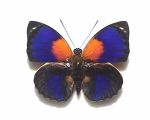 外国産蝶標本　フルニエミイロタテハ　A-♂　ブラジル 産