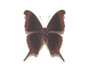 外国産蝶標本　ゼリンシアツルギタテハ　A-♂　ペルー 産