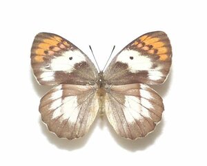 外国産蝶標本　イオネツマアカシロ　A-♀　ケニア 産
