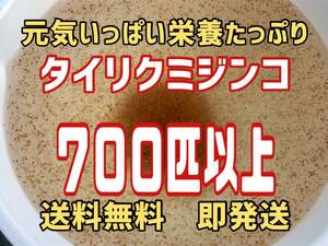 【小さな絆メダカ】自家培養の元気いっぱい栄養たっぷりのタイリクミジンコ約７００匹以上　観賞魚等のエサに