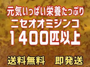 【小さな絆メダカ】自家培養の元気いっぱい栄養たっぷりのニセオオミジンコ約１４００匹以上　めだか等のエサに