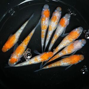 ∞５６１めだか∞（稚魚出品）王華　メダカ　稚魚　10匹