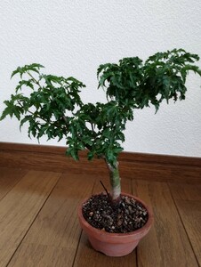 紅葉　【獅子頭】/ モミジ【シシガシラ】樹高20㌢　小品盆栽　ミニ盆栽　優良素材