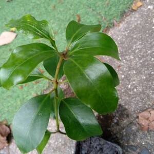 花芝の苗木 シキミの苗 樒 常緑樹 おうちに植えると重宝します。お供えに