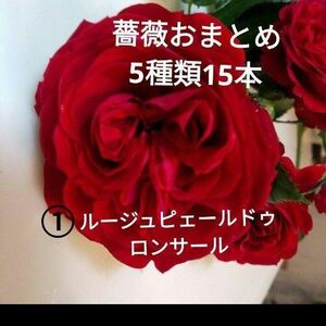 《お得》人気の薔薇　5種類3本ずつ　挿し穂15本　 ネコボス発送