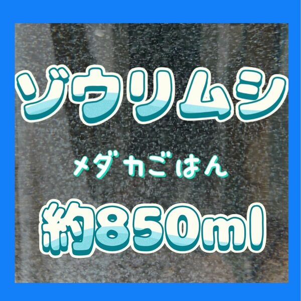 ゾウリムシ　メダカの餌　種水　約850ミリ