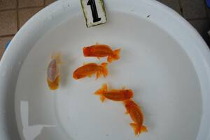 [ blue leaf golgfish ] N1 this year 5 pcs set research .* kind *.. for 