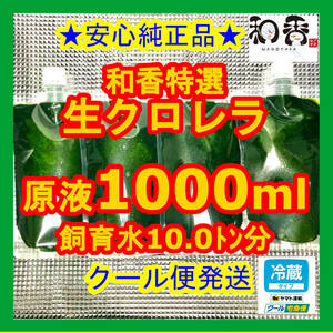 クール便★和香特選生クロレラ1000ml★即日発送★ミジンコめだか金魚らんちゅうの餌 針子稚魚の青水作 ワムシゾウリムシ生餌ミドリムシ